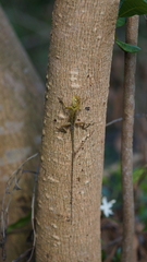 Agamidae