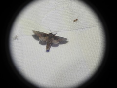 Notodonta dromedarius