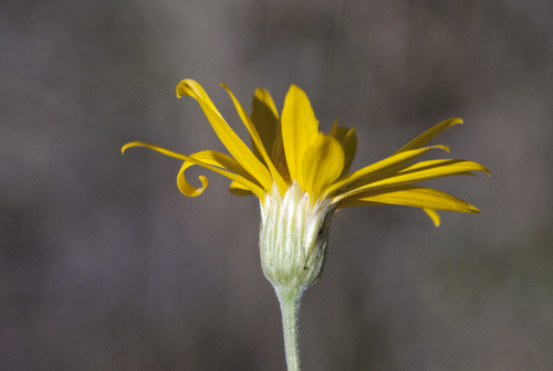 Hairy False Goldenaster