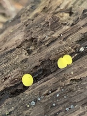 Calycina