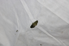 Pasiphila rectangulata