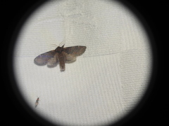 Notodonta dromedarius