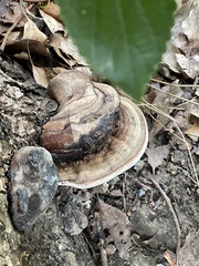 Ganoderma tornatum