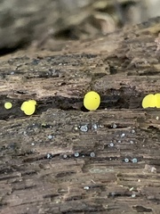 Calycina