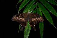 Papilio helenus