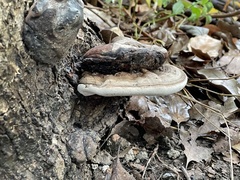 Ganoderma tornatum