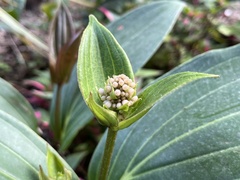 Medinilla speciosa