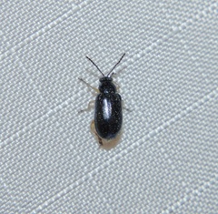 Lysathia ludoviciana