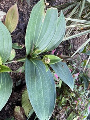 Medinilla speciosa