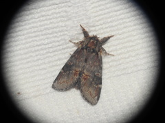 Notodonta dromedarius