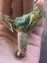 Lactarius paradoxus