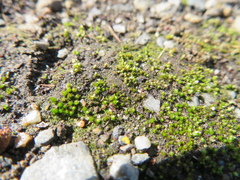 Bryum