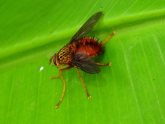 Adejeania