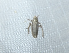 Prairiana