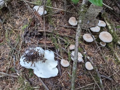 Albatrellus avellaneus