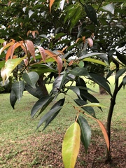 Elaeocarpus mastersii