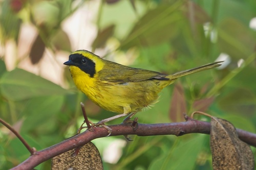 Belding's Yellowthroat (Geothlypis beldingi), photo 7
