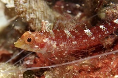 Tripterygion delaisi