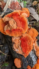 Trametes coccinea