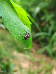 Graphomya maculata