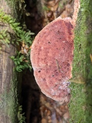 Amylocystis lapponica