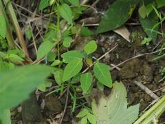 Triadica cochinchinensis