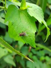 Graphomya maculata
