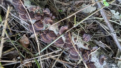 Daedaleopsis tricolor