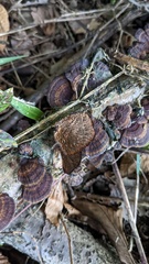 Daedaleopsis tricolor