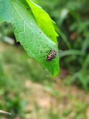 Graphomya maculata