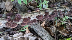 Daedaleopsis tricolor