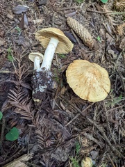 Cortinarius rubiginosus