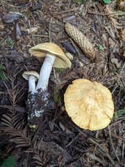 Cortinarius rubiginosus