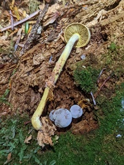 Gymnopilus punctifolius