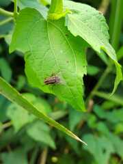 Graphomya maculata