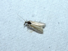 Tampa dimediatella