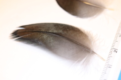 Phalacrocorax carbo hanedae