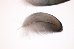 Phalacrocorax carbo hanedae