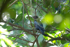 Dicrurus hottentottus