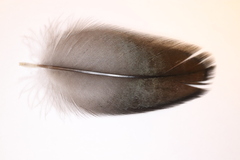 Phalacrocorax carbo hanedae