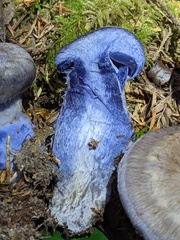 Cortinarius cyanites