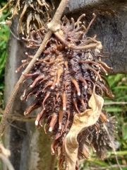 Ibatia ganglinosa