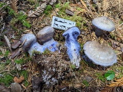 Cortinarius cyanites