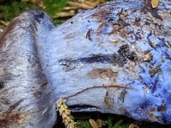 Cortinarius cyanites