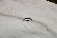 Eudryas unio
