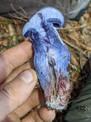 Cortinarius cyanites