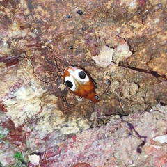 Lebidia bimaculata