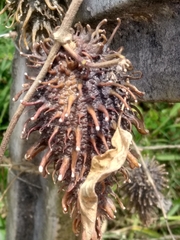 Ibatia ganglinosa