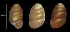 Vertigo pygmaea