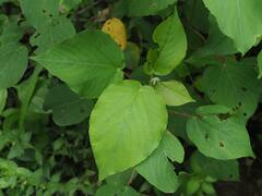 Acalypha angatensis
